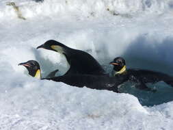 Image of Emperor Penguin