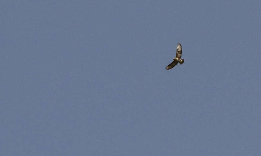 Image of Buteo buteo insularum Floericke 1903