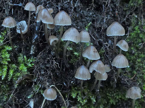 Imagem de Mycena leptocephala (Pers.) Gillet 1876