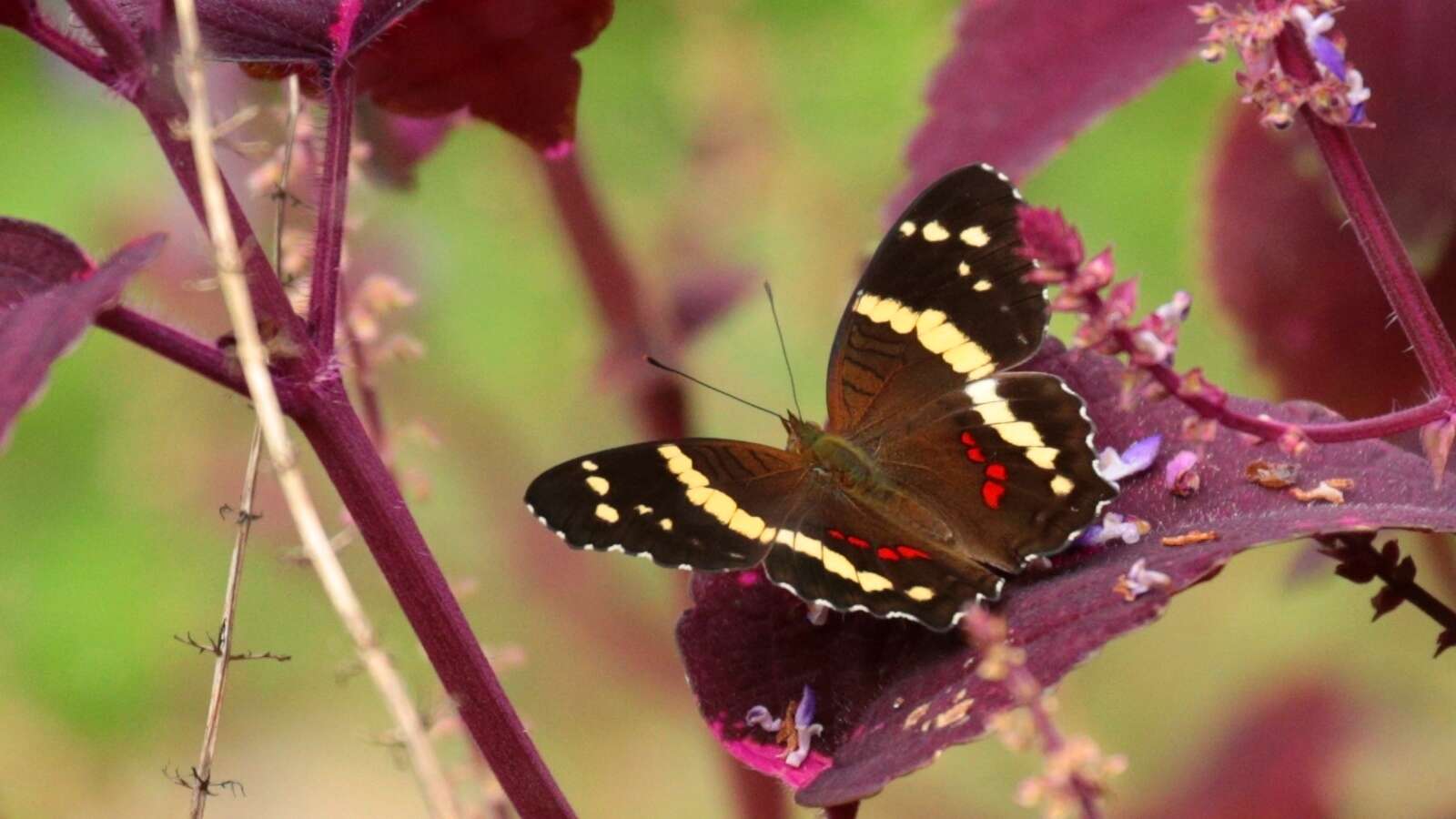 Image of Banded Peacock