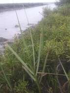 Image of California Cord Grass