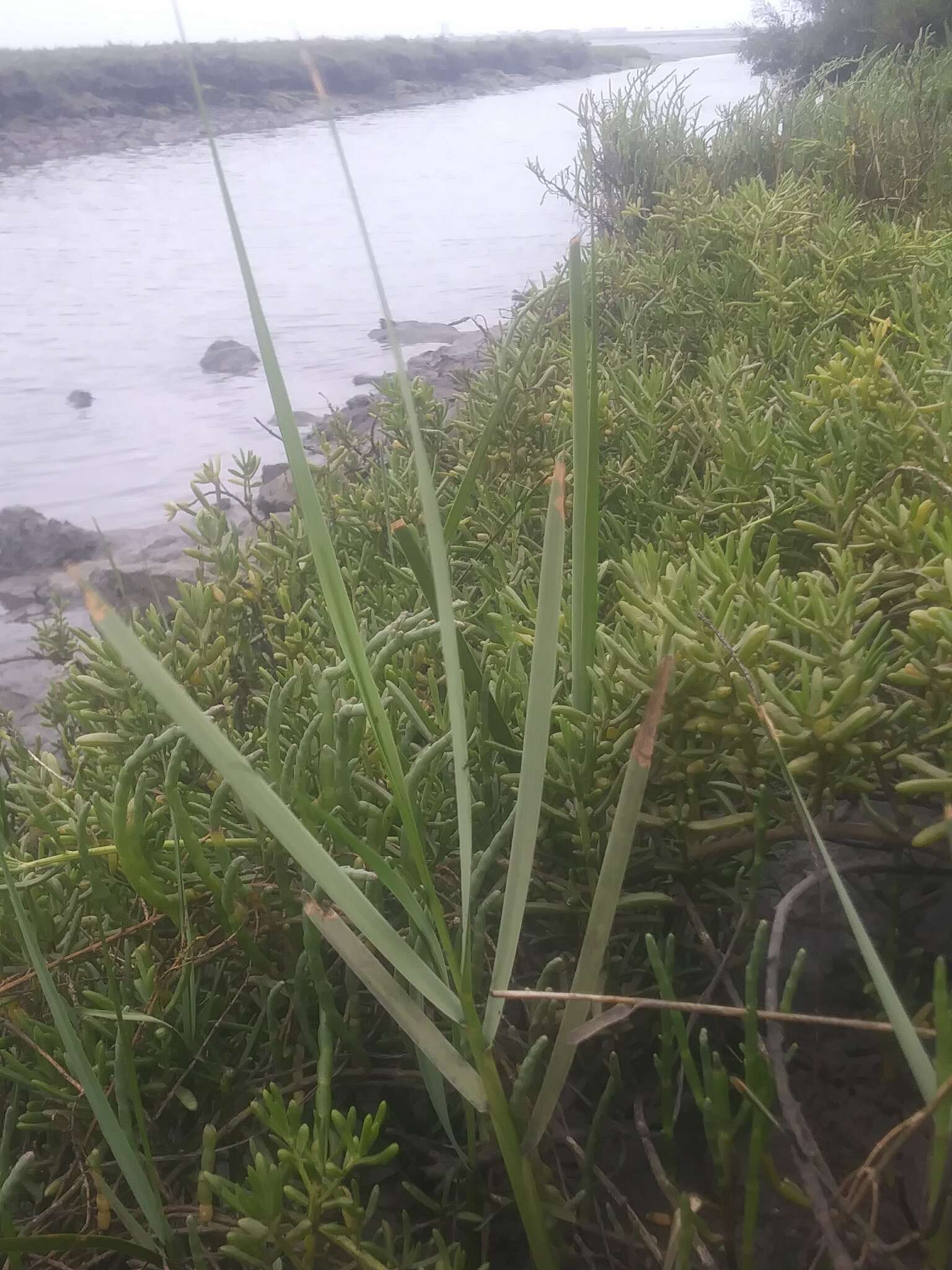 Image of California Cord Grass