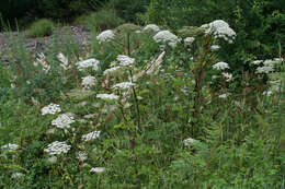 Image of Angelica cincta H. Boiss.