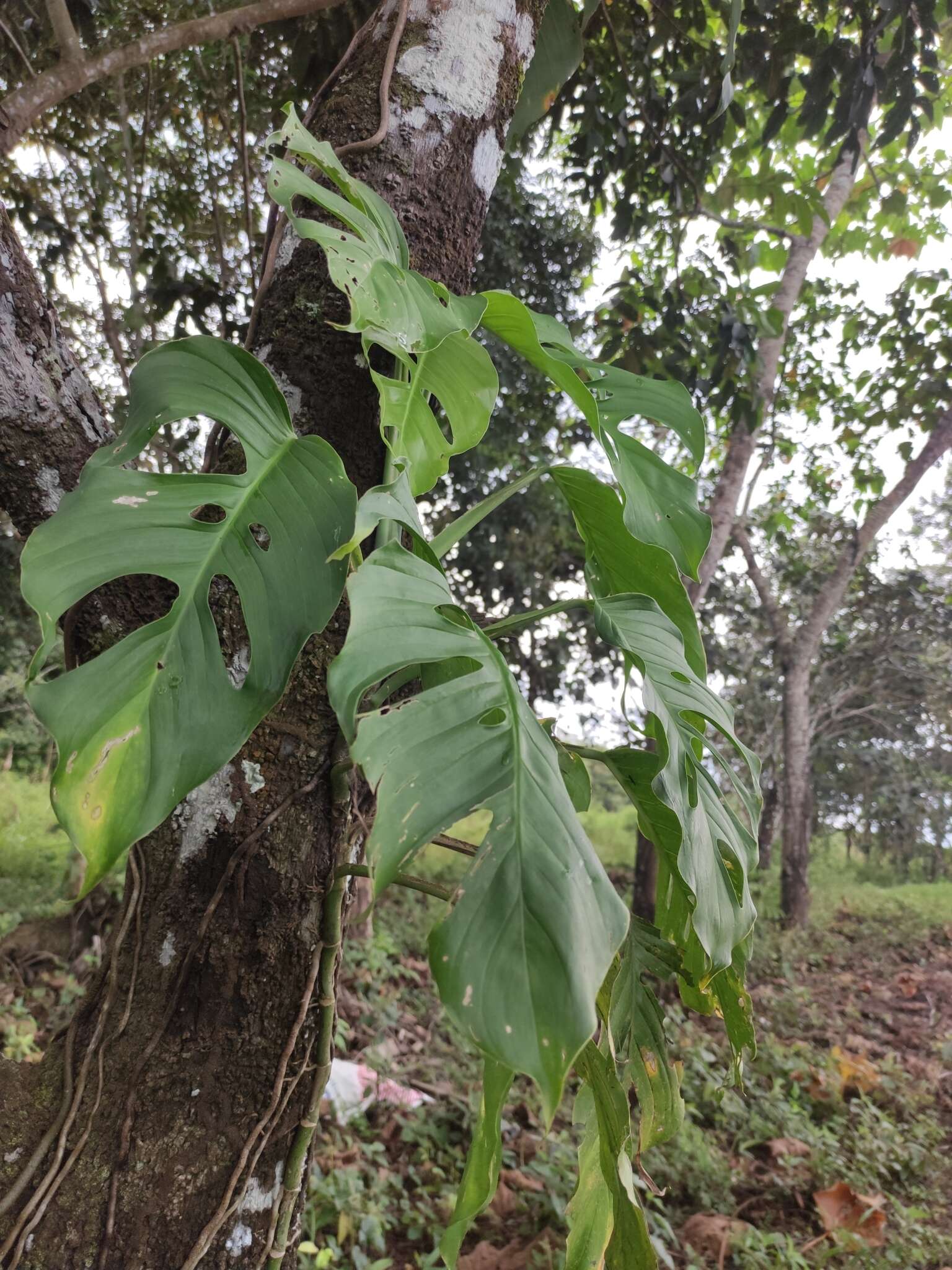 Image of Adanson's monstera