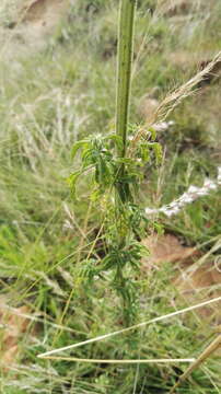 Leonotis ocymifolia var. schinzii (Gürke) Iwarsson resmi