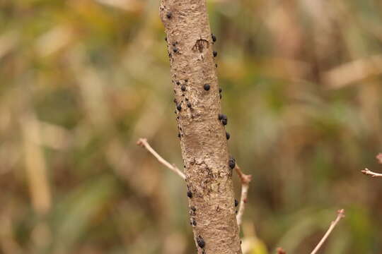 Annulohypoxylon truncatum (Starbäck) Y. M. Ju, J. D. Rogers & H. M. Hsieh 2005的圖片