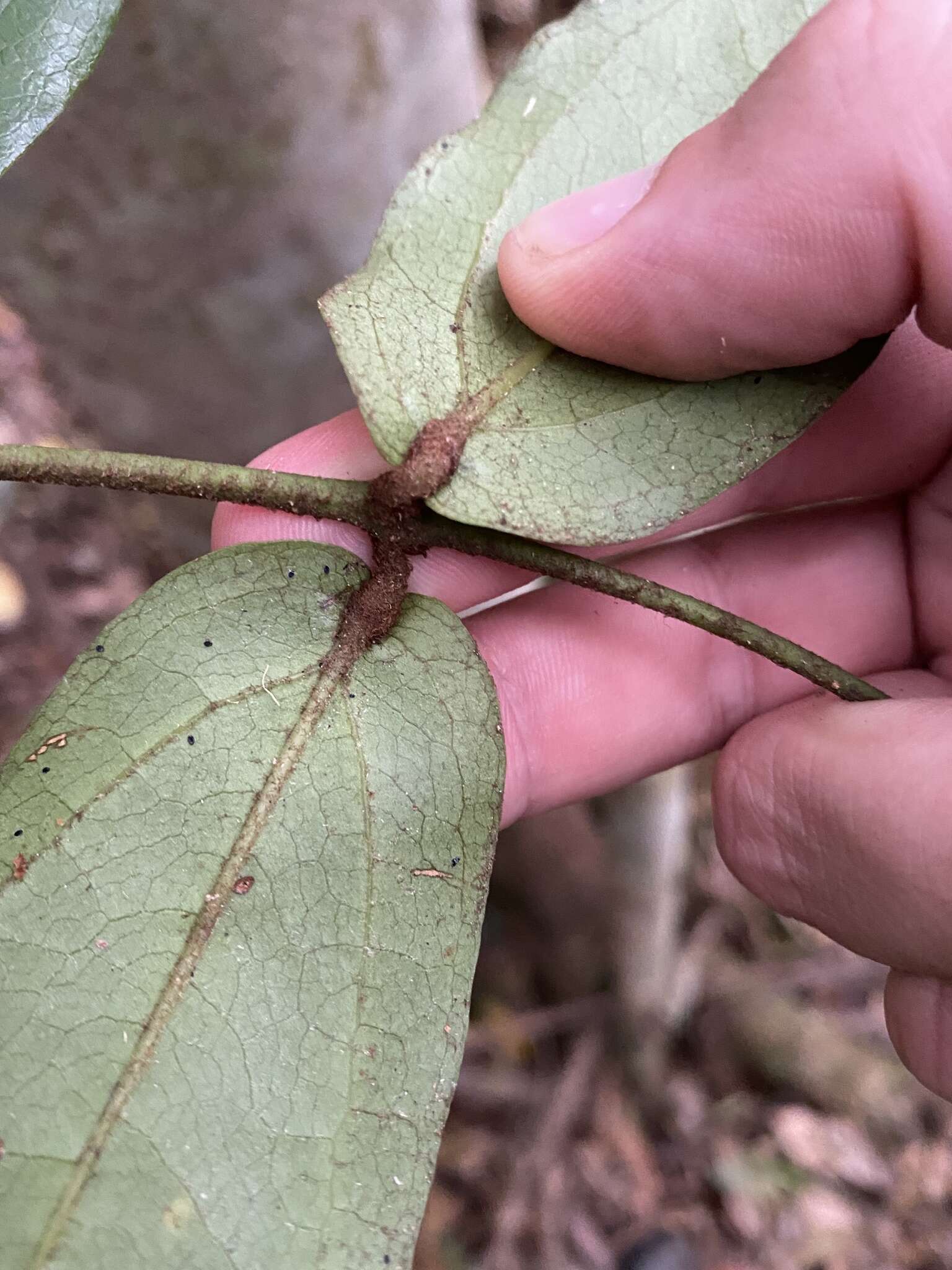 Sivun Ripogonum elseyanum F. Muell. kuva