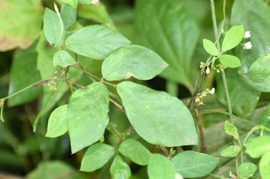 Imagem de Teramnus labialis (L. fil.) Spreng.