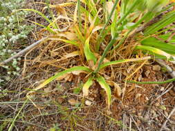 Imagem de Ornithogalum arabicum L.