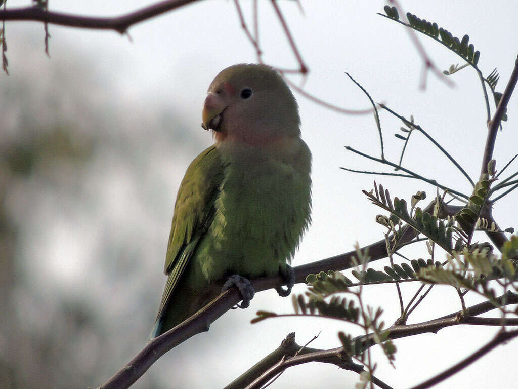 Image of Rosy-faced Lovebird