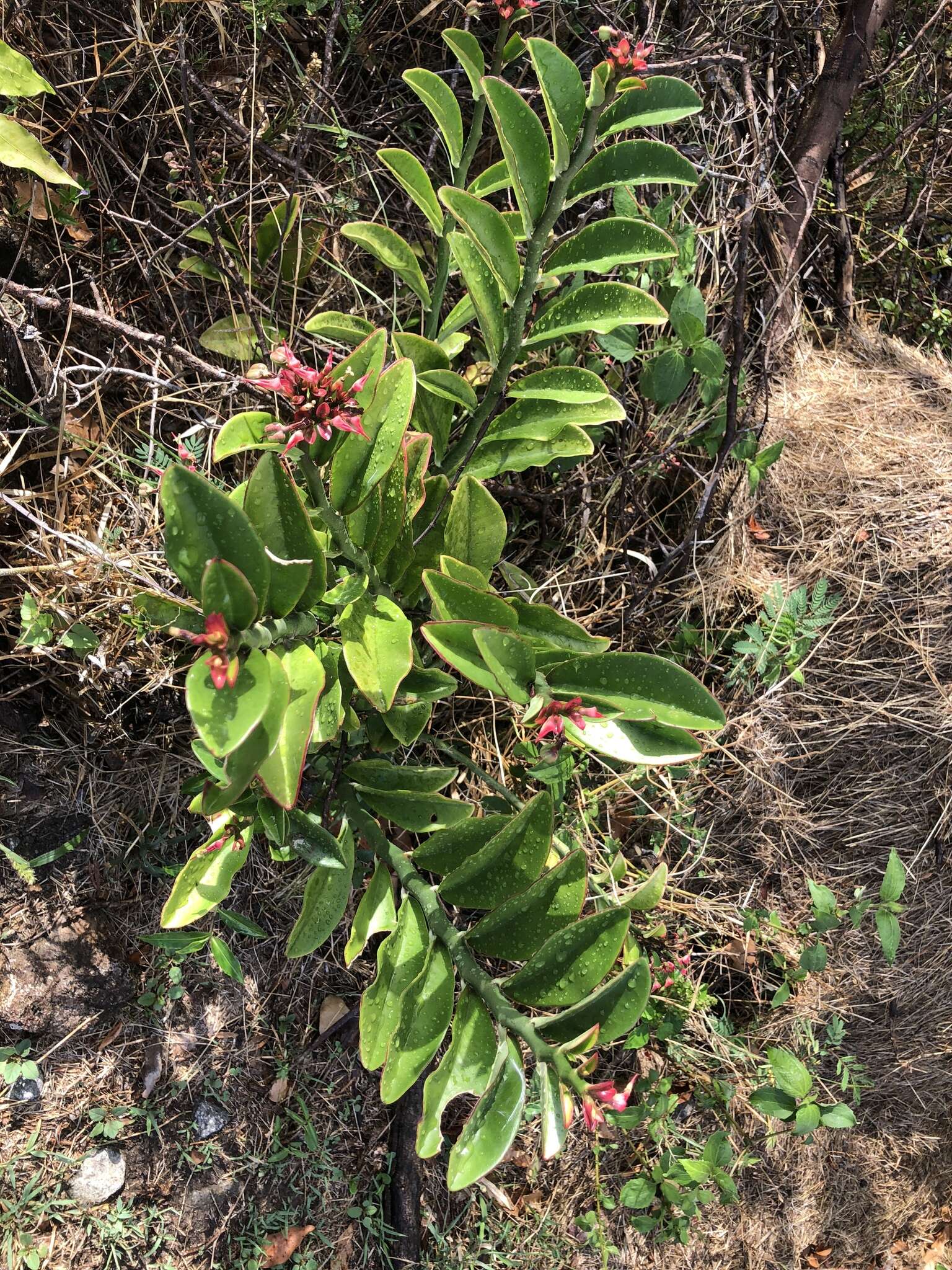 Plancia ëd Euphorbia tithymaloides L.