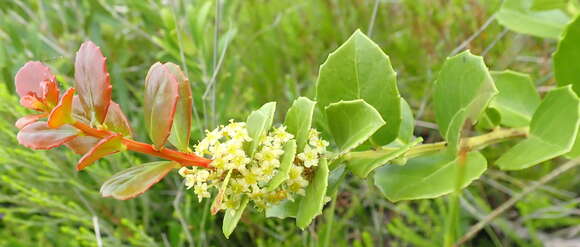 Image of Gymnosporia procumbens (L. fil.) Loes.