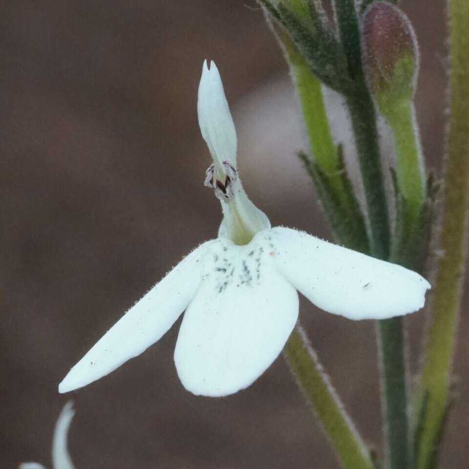 Rhinacanthus zambesiacus I. Darbysh. resmi