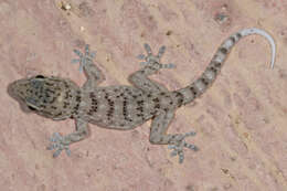 Image of Gomero Wall Gecko