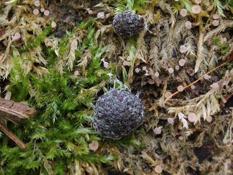 Image of Tubifera dudkae