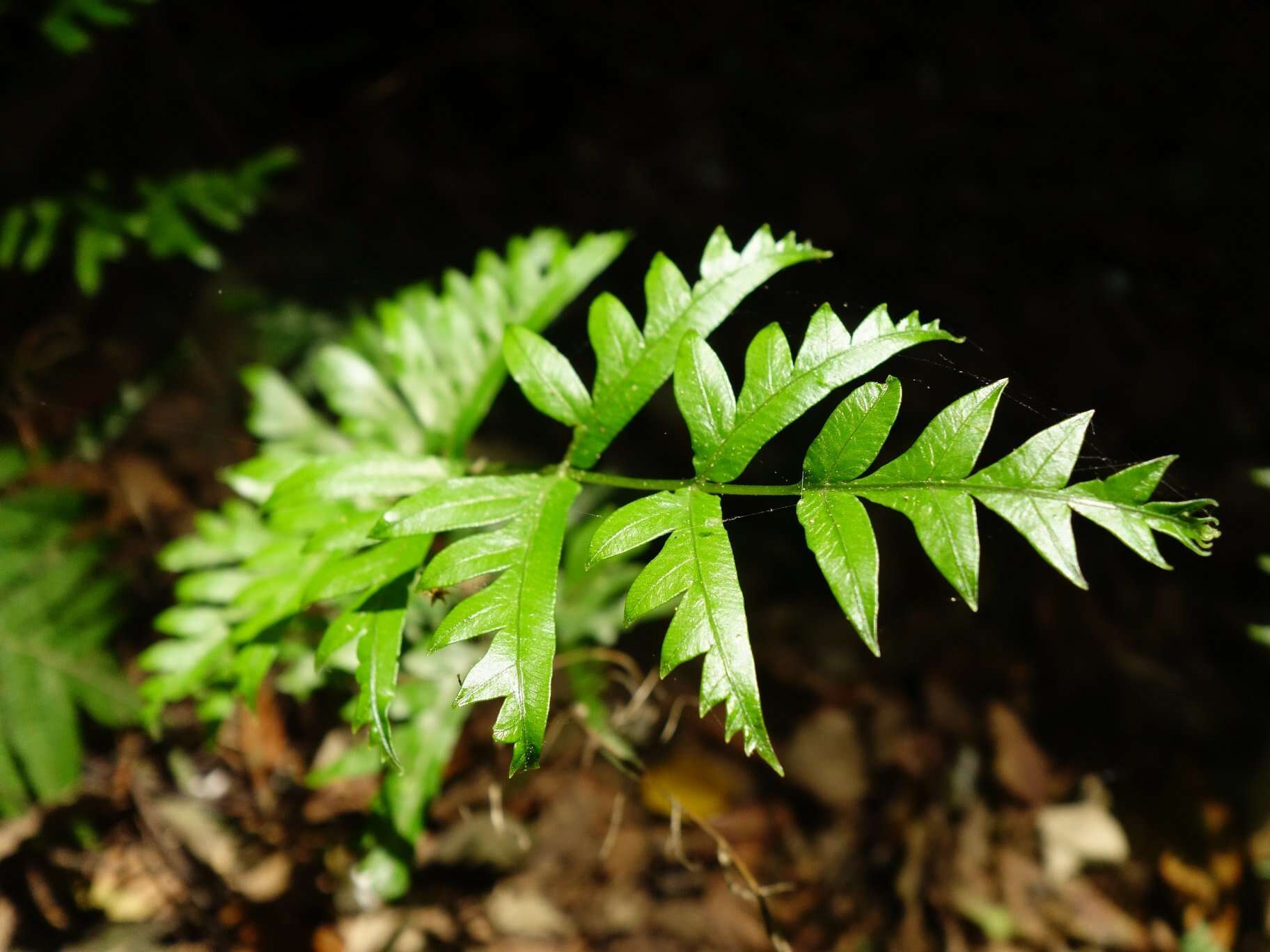 Sivun Pteris semipinnata L. kuva