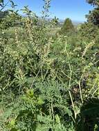 Image of Russian milkvetch