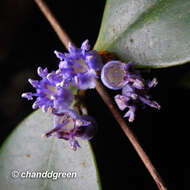 صورة Memecylon ligustrifolium Champ. ex Benth.