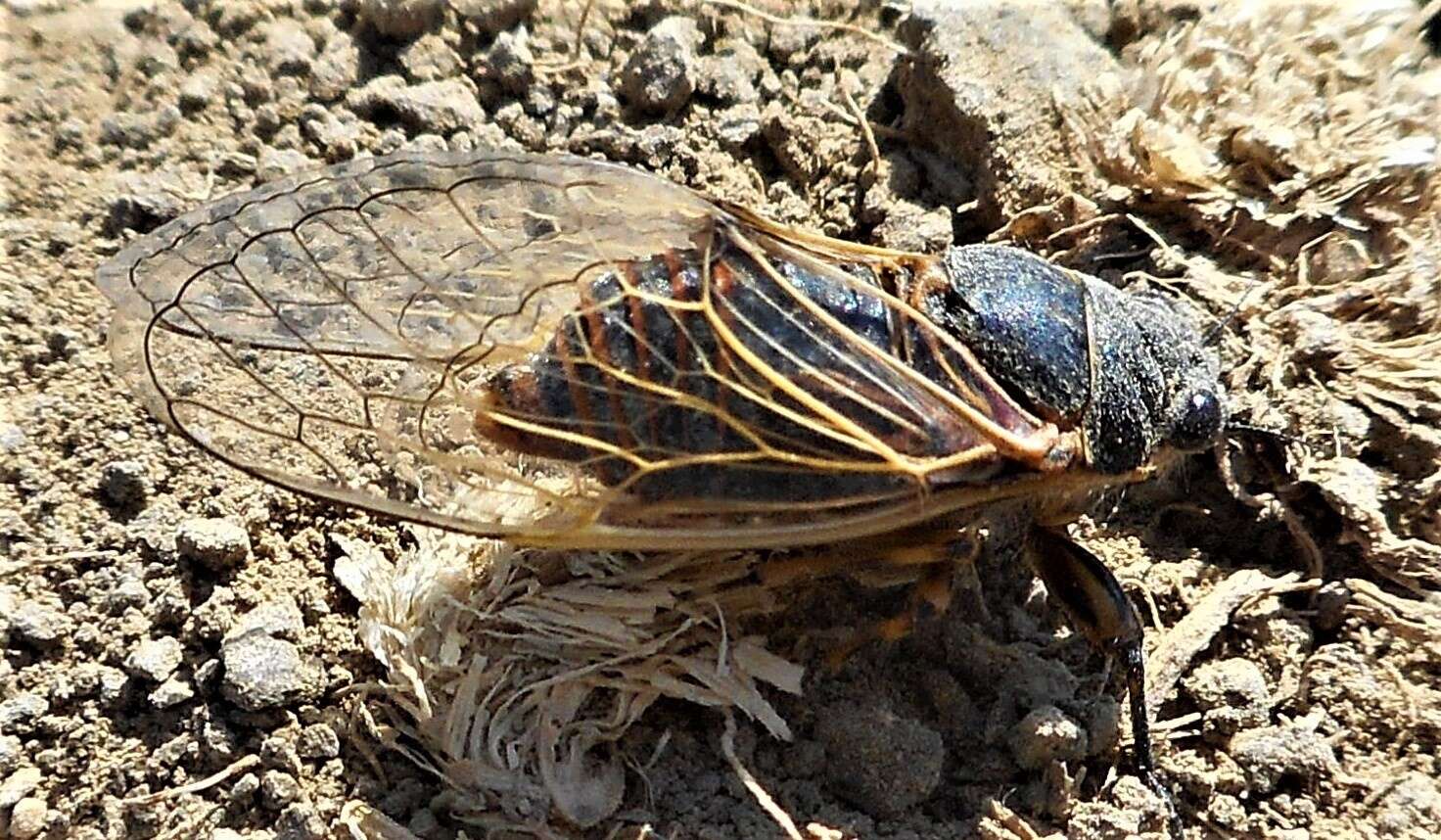 Sivun Oligoglena iphigenia (Emeljanov 1996) kuva