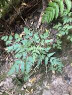 Слика од Daucus elegans (Webb ex Bolle) Spalik, Banasiak & Reduron