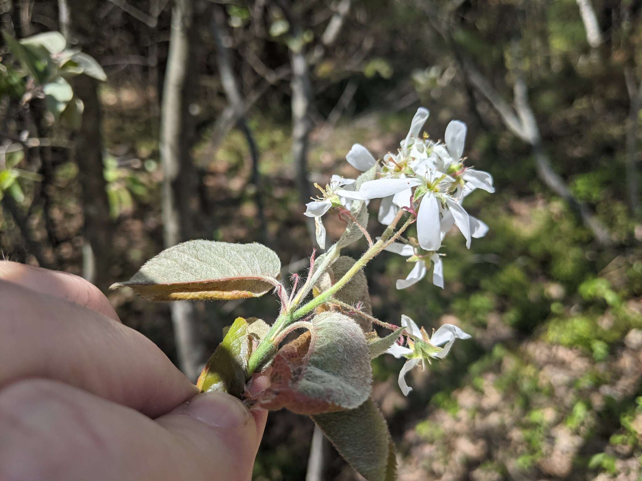 Image of Canadian serviceberry