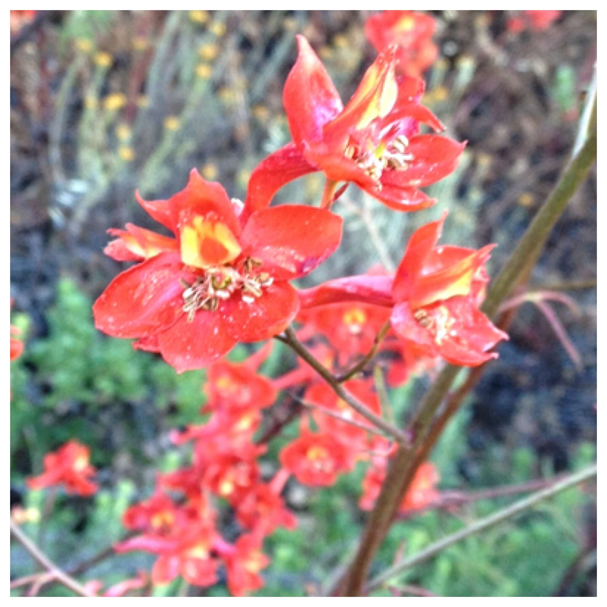 Image of scarlet larkspur