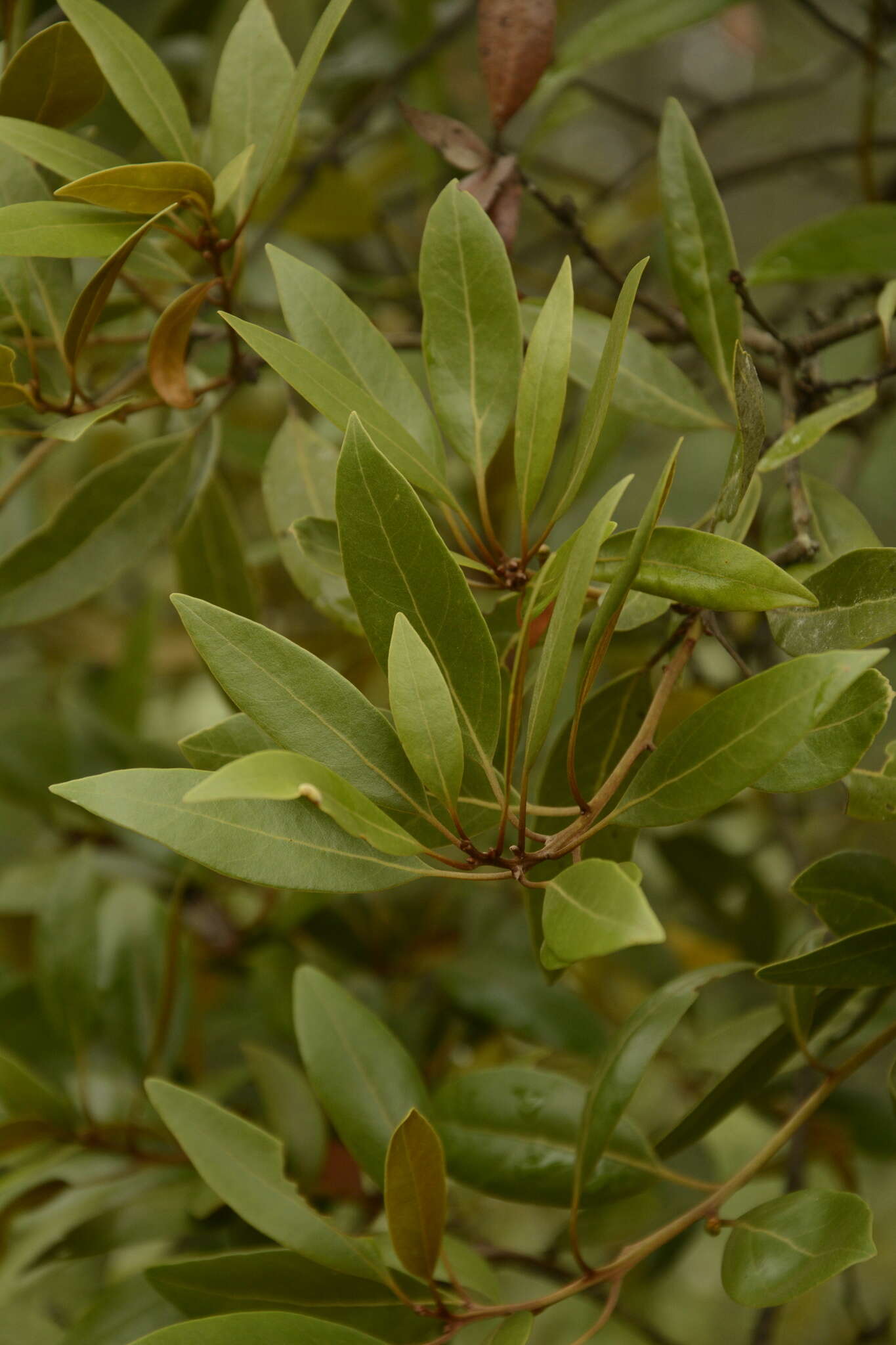 Persea humilis Nash resmi