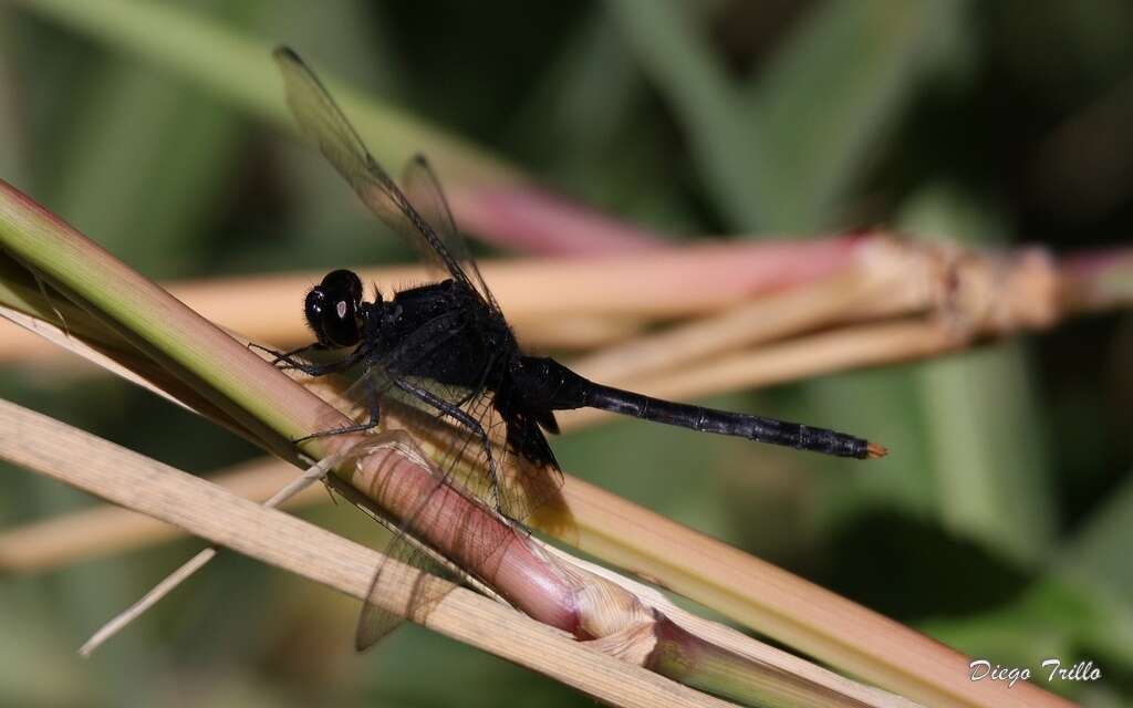 Image of Black Pondhawk