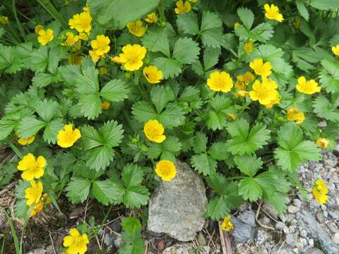 Image of Potentilla matsumurae Th. Wolf