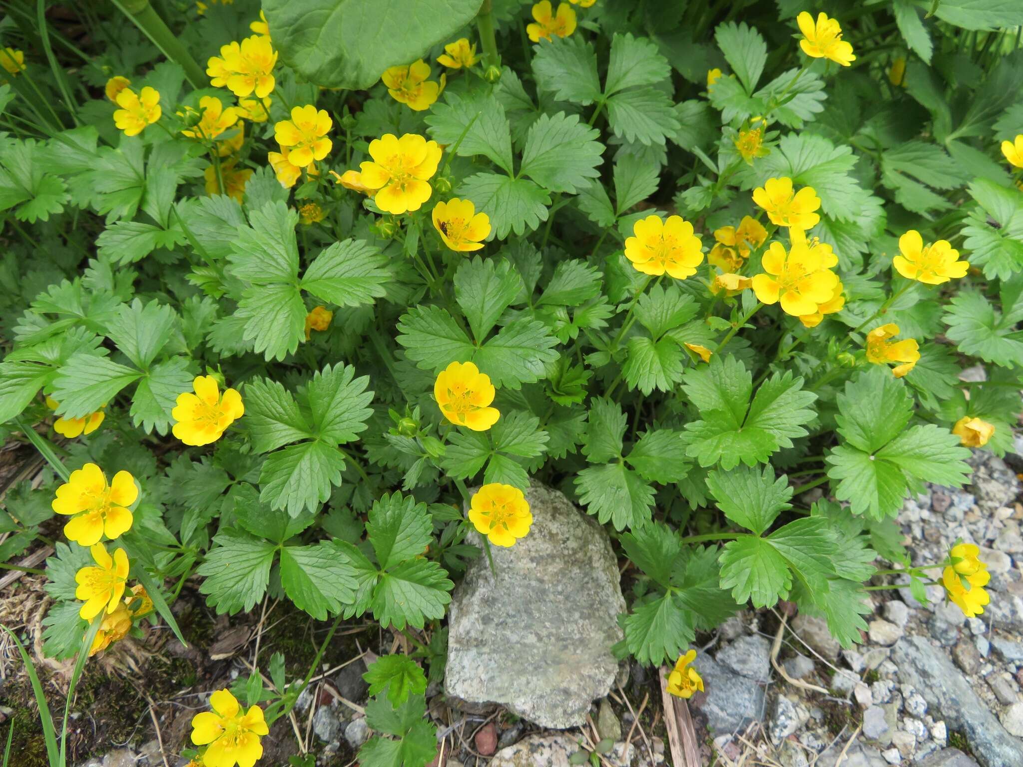 Image de Potentilla matsumurae Th. Wolf