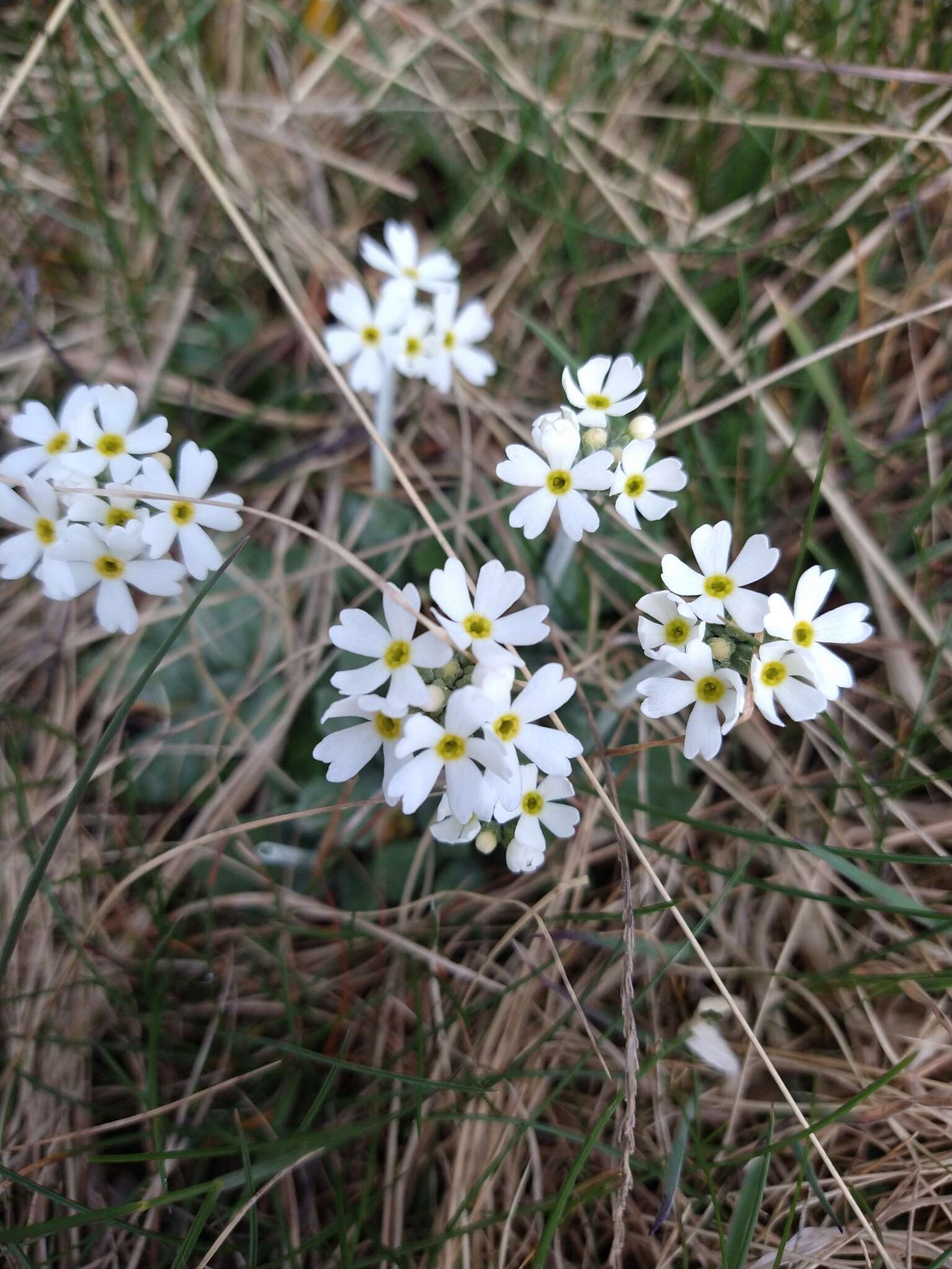 Image of Primula magellanica Lehm.