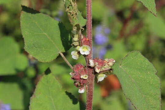 Kearnemalvastrum subtriflorum (Lag.) D. M. Bates resmi