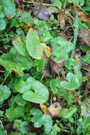 Image de Caltha palustris var. membranacea Turcz.