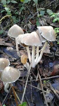 Psathyrella longipes (Peck) A. H. Sm. 1941 resmi