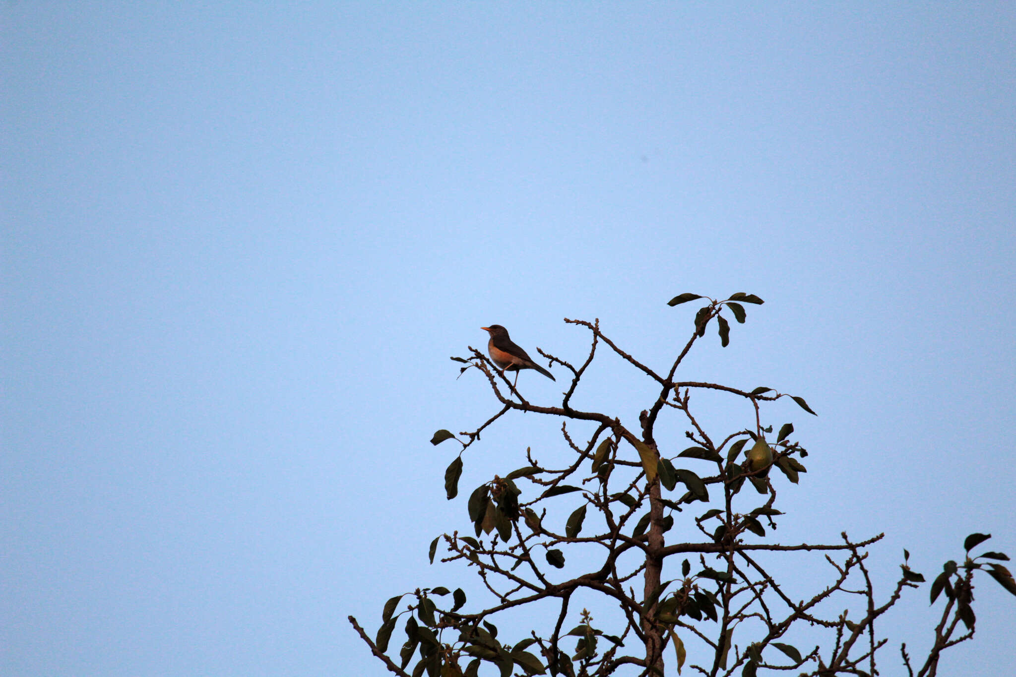 Image of African Thrush