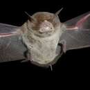 Image of Common Mustached Bat