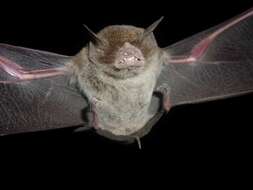 Image of ghost-faced bats