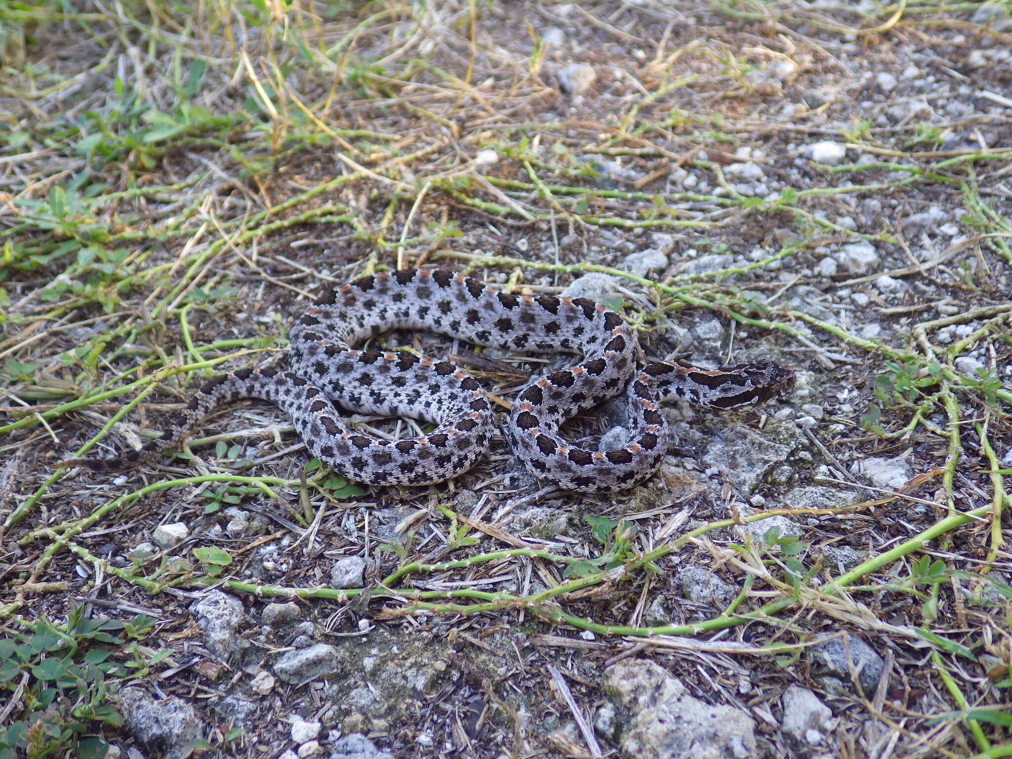 Image de Sistrurus miliarius barbouri Gloyd 1935