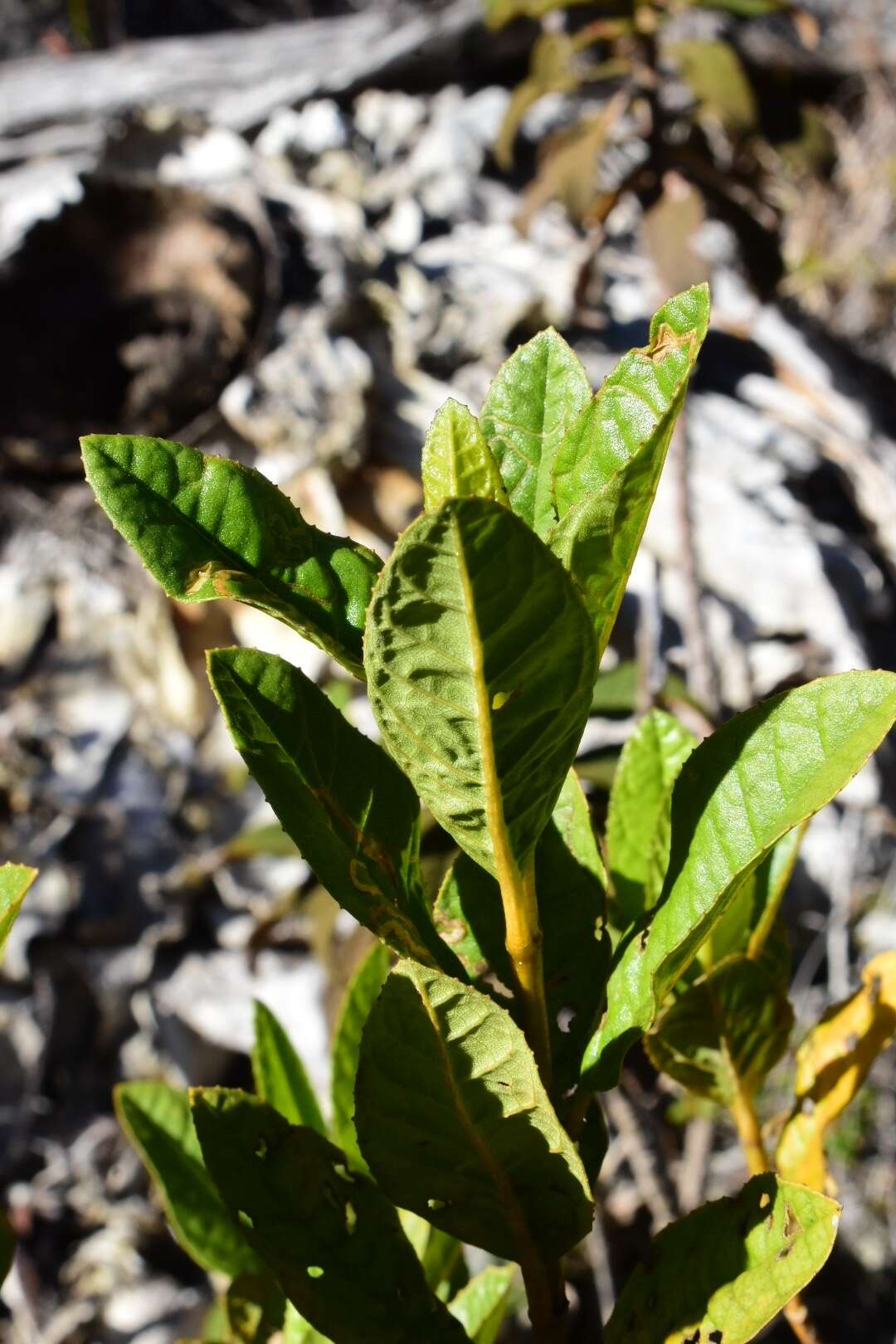 Ageratina illita (Urban) R. King & H. Rob.的圖片