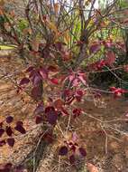 Image of Mexican shrubby spurge