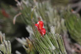 Image of Adenanthos sericeus Labill.