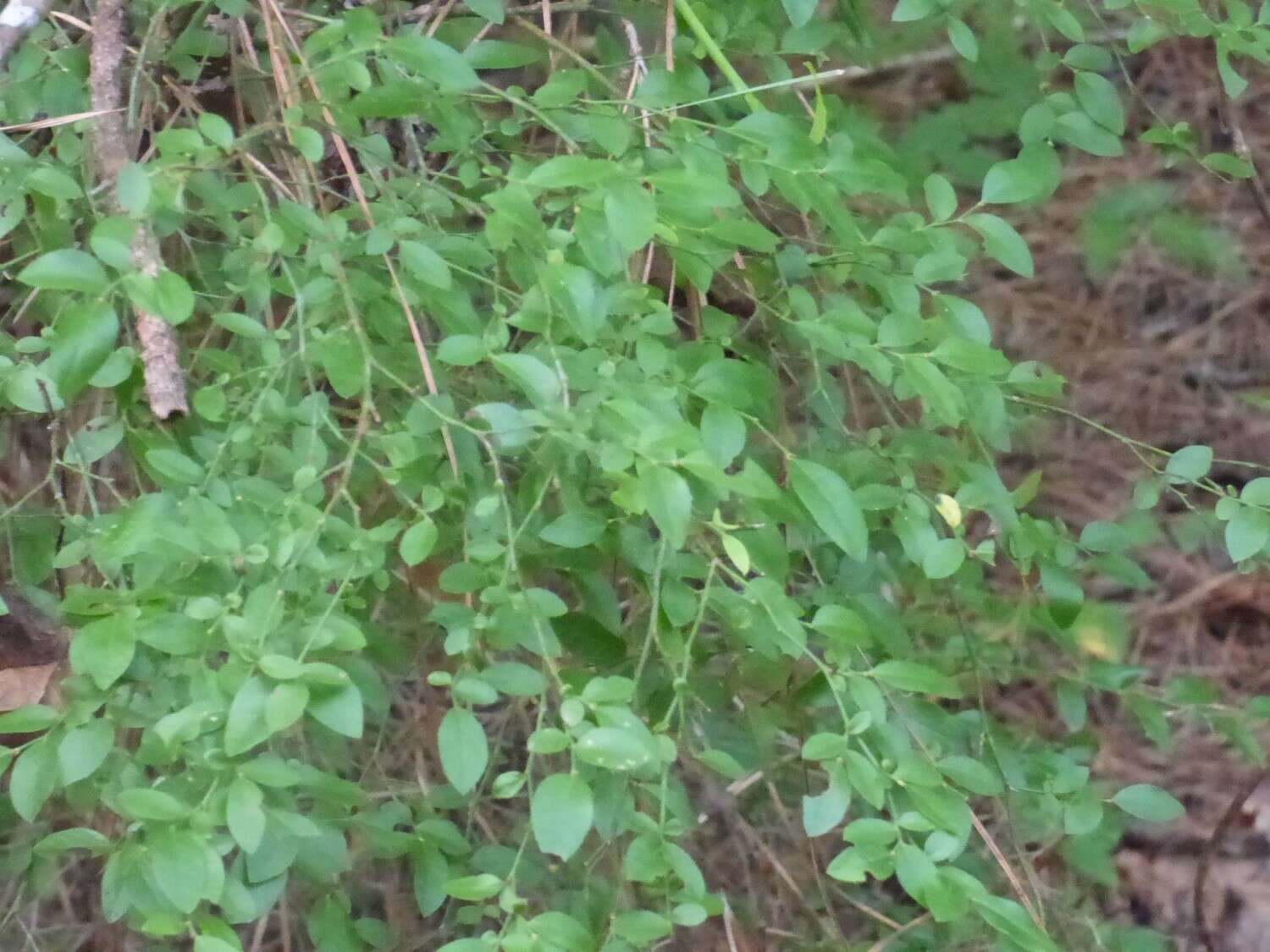 Image of Elliott's blueberry