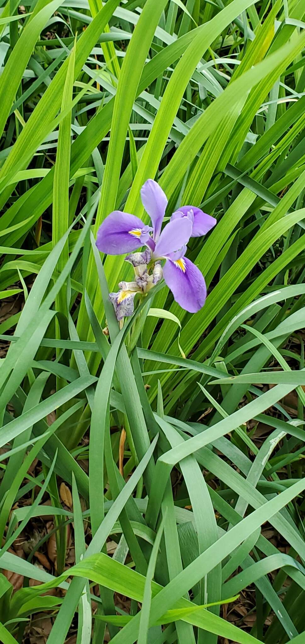 Plancia ëd Iris flexicaulis Small