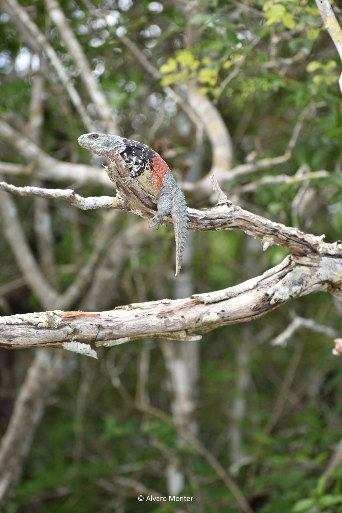 Image of Yucatán Spinytail Iguana