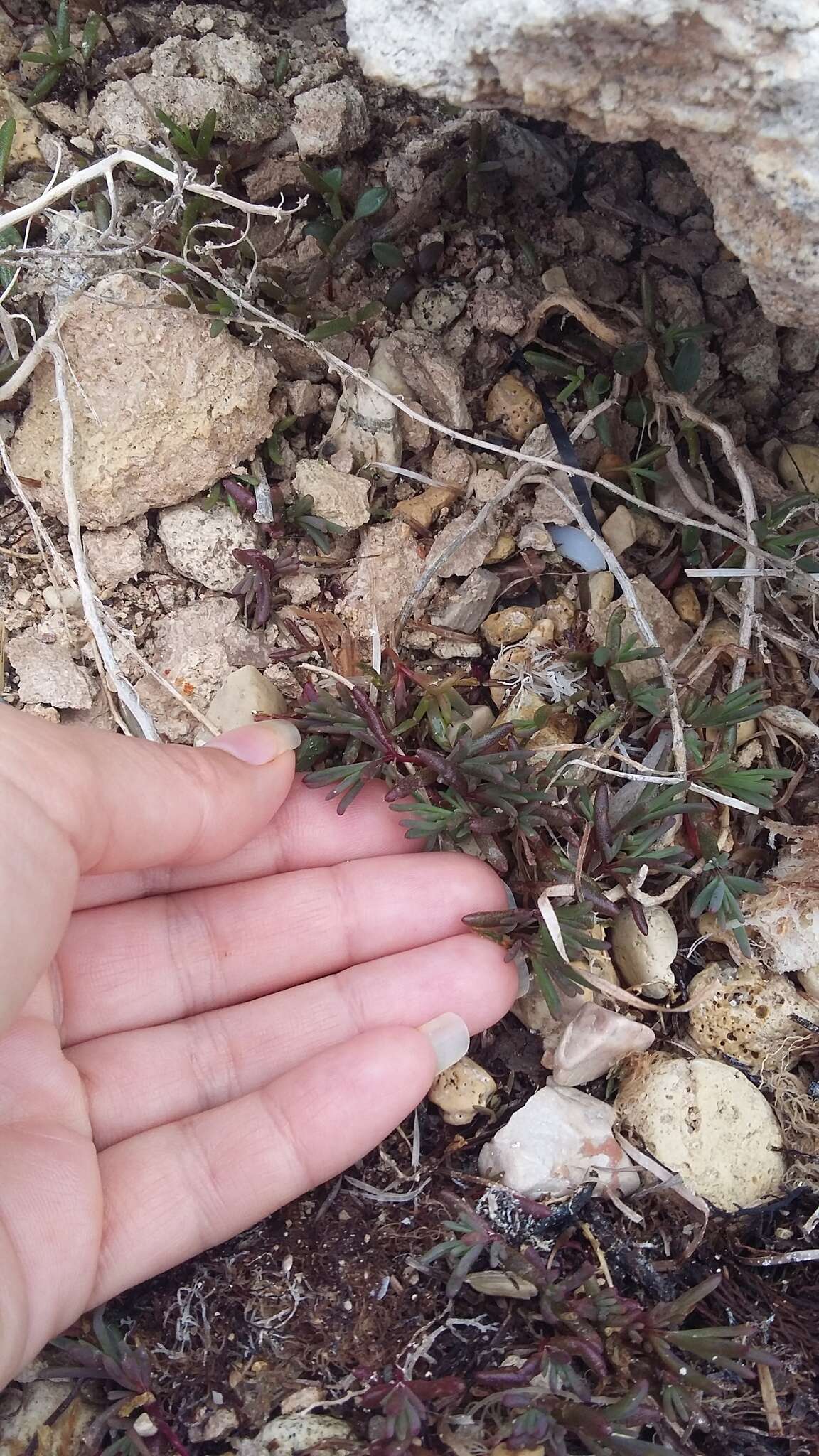 Image of Petrosimonia brachiata (Pall.) Bunge