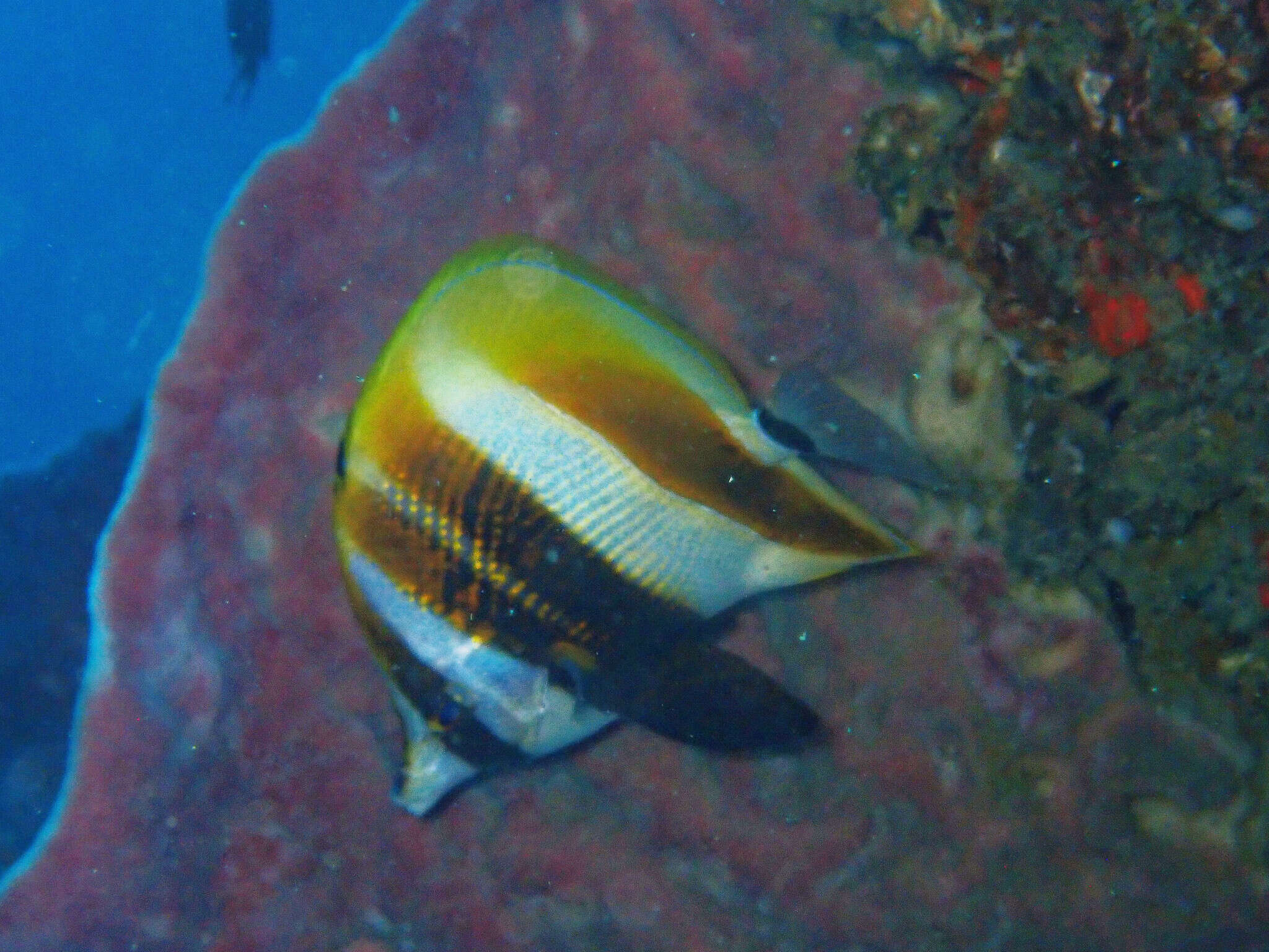 Image of High-fin Butterflyfish