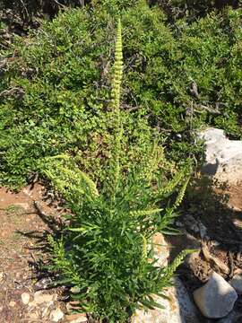 Image of Reseda inodora Rchb.