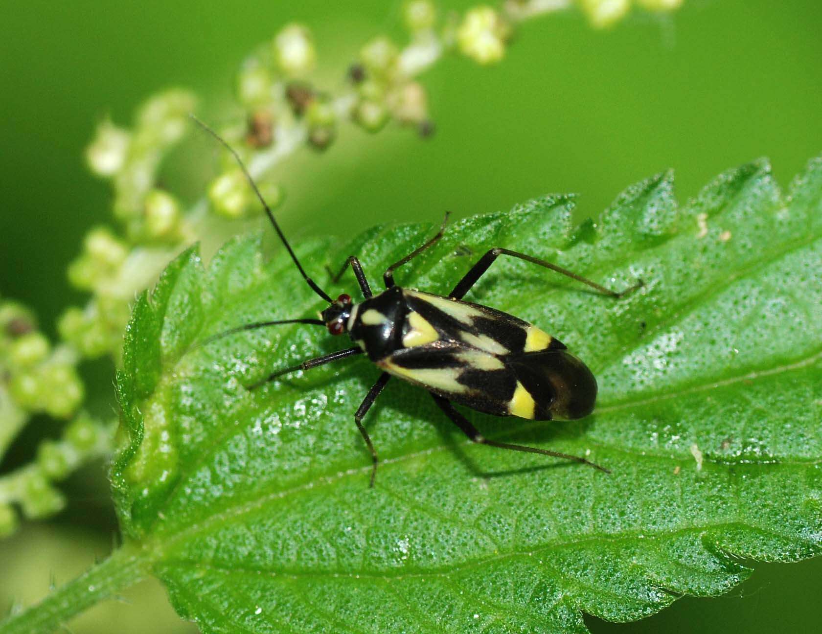 Image of Grypocoris sexguttatus (Fabricius 1777)