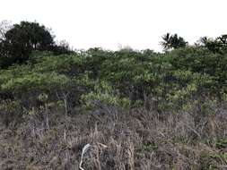 Image of Clerodendrum floribundum R. Br.