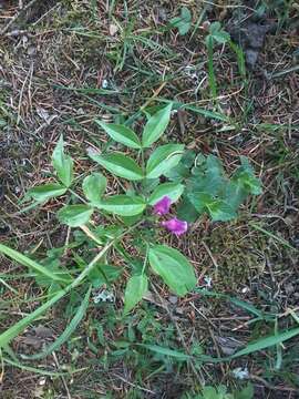 Image of spring pea